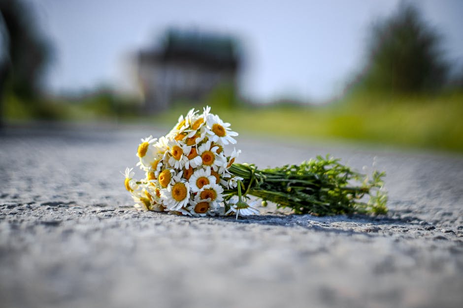 A bouquet of fresh daisies with white petals and yellow centers, arranged loosely with visible green stems and leaves, lying on a textured asphalt surface. The bouquet is wrapped in clear plastic and 