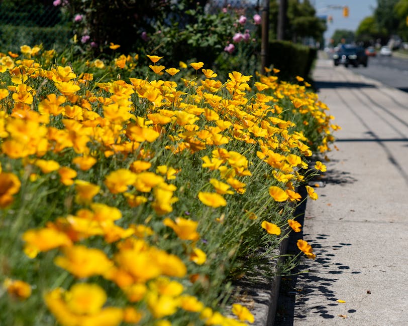 A row of vibrant yellow flowers, likely California poppies, thriving in black flower beds along a busy sidewalk in Maida Vale, with some pink flowering plants visible further back. The flowers are in 