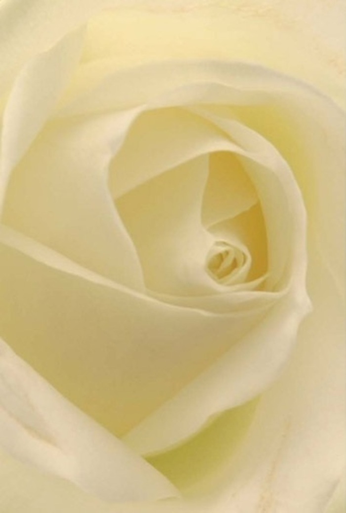 Viewed up close, this pristine white rose reveals layers upon layers of tranquility-each petal a study in grace and restraint. Flushed with subtle creams and cool whites, the surface seems softly lit from within, glowing against the understated backdrop of a local Maida Vale florist's table. The spiral at the heart of the flower is nearly flawless, suggesting purity and quiet resilience, while the silky texture of each overlapping petal invites gentle touch. Hints of warm light break through the outer petals, their translucent edges illuminated like mist catching the sun over Little Venice on an early morning. For a romantic gesture, a wedding table, or an earnest apology, this rose stands as an ideal choice-its serenity echoed in every detail. There is an unspoken fragrance-a clean, uplifting freshness-that drifts through the air, conjuring peaceful strolls beside the Regent's Canal. The artistry of the arrangement is a tribute to local skill and compassion, making this bloom suitable for commemorating new beginnings or expressing deep sympathy anywhere in Maida Vale.